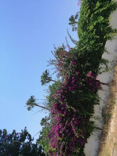 Cimtur Tatil Sitesi 3+1 Villa Alanya Eksteriør bilde